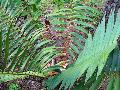 Bamboo Cycad / Ceratozamia mexicana latifolia 